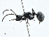  ( - BIOUG99483-C03)  @11 [ ] CreativeCommons - Attribution (2023) CBG Photography Group Centre for Biodiversity Genomics