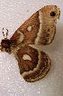  (Hyalophora columbia gloveri - aspicer2010-049)  @11 [ ] Copyright (2010) Unspecified The Research Collectino of Andrew Spicer
