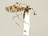  (Dicranomyia defuncta - CMNH575791)  @15 [ ] CreativeCommons - Attribution Non-Commercial No Derivatives (2011) Chen Young Carnegie Museum