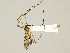  ( - CMNH575801)  @11 [ ] CreativeCommons - Attribution Non-Commercial No Derivatives (2011) Chen Young Carnegie Museum