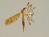  (Tipula spenceriana - CMNH575769)  @14 [ ] CreativeCommons - Attribution Non-Commercial No Derivatives (2011) Chen Young Carnegie Museum