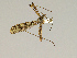  ( - CMNH475113)  @13 [ ] CreativeCommons - Attribution Non-Commercial Share-Alike (2010) Unspecified Carnegie Museum of Natural History