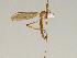  ( - CMNH475135)  @13 [ ] CreativeCommons - Attribution Non-Commercial Share-Alike (2010) Unspecified Carnegie Museum of Natural History