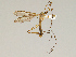  ( - CMNH475136)  @13 [ ] CreativeCommons - Attribution Non-Commercial Share-Alike (2010) Unspecified Carnegie Museum of Natural History