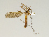 ( - CMNH543135)  @13 [ ] CreativeCommons - Attribution Non-Commercial Share-Alike (2010) Unspecified Carnegie Museum of Natural History