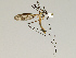  ( - CMNH543283)  @13 [ ] CreativeCommons - Attribution Non-Commercial Share-Alike (2010) Unspecified Carnegie Museum of Natural History