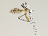  ( - CMNH543284)  @13 [ ] CreativeCommons - Attribution Non-Commercial Share-Alike (2010) Unspecified Carnegie Museum of Natural History