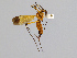  (Ctenophora ardens - CMNH20336)  @13 [ ] CreativeCommons - Attribution Non-Commercial No Derivatives (2010) Chen Young Carnegie Museum