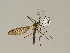  ( - CMNH431405)  @13 [ ] CreativeCommons - Attribution Non-Commercial Share-Alike (2010) Unspecified Carnegie Museum of Natural History