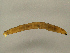  ( - CMNH415173)  @13 [ ] CreativeCommons - Attribution Non-Commercial Share-Alike (2010) Unspecified Carnegie Museum of Natural History