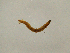  (Prionocera serenicola - CMNH451951)  @13 [ ] CreativeCommons - Attribution Non-Commercial Share-Alike (2010) Unspecified Carnegie Museum of Natural History
