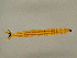  (Angarotipula tumidicornis - CMNH452077)  @13 [ ] CreativeCommons - Attribution Non-Commercial Share-Alike (2010) Unspecified Carnegie Museum of Natural History