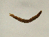  ( - CMNH453284)  @12 [ ] CreativeCommons - Attribution Non-Commercial Share-Alike (2010) Unspecified Carnegie Museum of Natural History