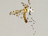  ( - CMNH475235)  @13 [ ] CreativeCommons - Attribution Non-Commercial Share-Alike (2010) Unspecified Carnegie Museum of Natural History