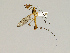  ( - CMNH475238)  @13 [ ] CreativeCommons - Attribution Non-Commercial Share-Alike (2010) Unspecified Carnegie Museum of Natural History