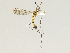  (Nephrotoma violovitshi - CMNH475264)  @13 [ ] CreativeCommons - Attribution Non-Commercial Share-Alike (2010) Unspecified Carnegie Museum of Natural History