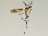  ( - CMNH543194)  @13 [ ] CreativeCommons - Attribution Non-Commercial Share-Alike (2010) Unspecified Carnegie Museum of Natural History