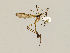  ( - CMNH543453)  @11 [ ] CreativeCommons - Attribution Non-Commercial Share-Alike (2010) Unspecified Carnegie Museum of Natural History