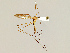  (Dicranomyia hyalinata - CMNH575885)  @15 [ ] CreativeCommons - Attribution Non-Commercial No Derivatives (2011) Chen Young Carnegie Museum