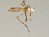  ( - CMNH28135)  @11 [ ] CreativeCommons - Attribution Non-Commercial Share-Alike (2010) Unspecified Carnegie Museum of Natural History