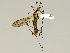  (Nephrotoma appendiculata - CMNH544316)  @13 [ ] CreativeCommons - Attribution Non-Commercial No Derivatives (2010) Chen Young Carnegie Museum