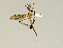  (Dictenidia - CMNH543567)  @13 [ ] CreativeCommons - Attribution Non-Commercial Share-Alike (2010) Unspecified Carnegie Museum of Natural History