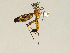  (Ctenophora scalator - CMNH543608)  @13 [ ] CreativeCommons - Attribution Non-Commercial Share-Alike (2010) Unspecified Carnegie Museum of Natural History