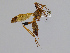  (Ctenophora apicata - CMNH544387)  @14 [ ] CreativeCommons - Attribution Non-Commercial No Derivatives (2010) Chen Young Carnegie Museum