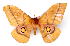  (Gonimbrasia mariae - BC-JJ2827-C05)  @15 [ ] Copyright (2010) Unspecified Research Collection of Jo Joannou