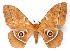  (Imbrasia epimethea orientalis - BC-JJ2827-C08)  @15 [ ] Copyright (2010) Unspecified Research Collection of Jo Joannou