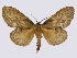 (Metajana chanleri - BC-JJ2828_C10)  @15 [ ] Copyright (2010) Unspecified Research Collection of Jo Joannou