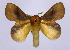  (Trichopisthia igneotincta - BC-JJ2828_E04)  @15 [ ] Copyright (2010) Unspecified Research Collection of Jo Joannou