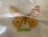  ( - LM115)  @11 [ ] By-SA Creative Common (2022) David Lane Research collection of David Lane