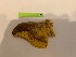  ( - LM146)  @11 [ ] By-SA Creative Common (2022) David Lane Research collection of David Lane