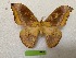  ( - LM159)  @11 [ ] By-SA Creative Common (2022) David Lane Research collection of David Lane
