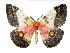  ( - BC-Vinc0021)  @14 [ ] Copyright (2010) Unspecified Research Collection of Roberto Vinciguerra
