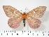  ( - BC-Dec0009)  @13 [ ] Copyright (2010) Unspecified Research Collection of Thibaud Decaens