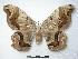  (Caio hidalgensis - BC-Roug0394)  @14 [ ] Copyright (2010) Unspecified Research Collection of Rodolphe Rougerie