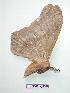  ( - BC-Roug0082)  @13 [ ] Copyright (2010) Unspecified Research Collection of Rodolphe Rougerie