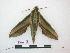  ( - BC-Roug1124)  @13 [ ] Copyright (2010) Unspecified Research Collection of Jean Haxaire