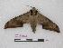  ( - BC-Roug1144)  @13 [ ] Copyright (2010) Unspecified Research Collection of Jean Haxaire