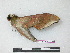  ( - BC-Roug1164)  @12 [ ] Copyright (2010) Unspecified Research Collection of Jean Haxaire