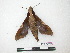  ( - BC-Roug1166)  @13 [ ] Copyright (2010) Unspecified Research Collection of Jean Haxaire