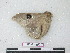  ( - BC-Roug1205)  @12 [ ] Copyright (2010) Unspecified Research Collection of Rodolphe Rougerie