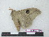  (Leucanella memusae memusae - BC-Roug1206)  @12 [ ] Copyright (2010) Unspecified Research Collection of Rodolphe Rougerie