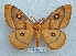  (Gonimbrasia saffronica - BC-MN0001)  @15 [ ] Copyright (2010) Unspecified Research Collection of Mike Newport