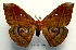  ( - NHRS-LEPI 000010122)  @11 [ ] Copyright (2010) Unspecified Research Collection of Rodolphe Rougerie