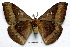  ( - NHRS-LEPI 000010122)  @11 [ ] Copyright (2010) Unspecified Research Collection of Rodolphe Rougerie