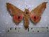  (Syssphinx molina - BC-EST0201)  @14 [ ] Copyright (2010) Unspecified Research Collection of Yves Estradel