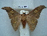  (Orthogonioptilum vestigiatum - BC-EST0698)  @14 [ ] Copyright (2010) Unspecified Research Collection of Yves Estradel